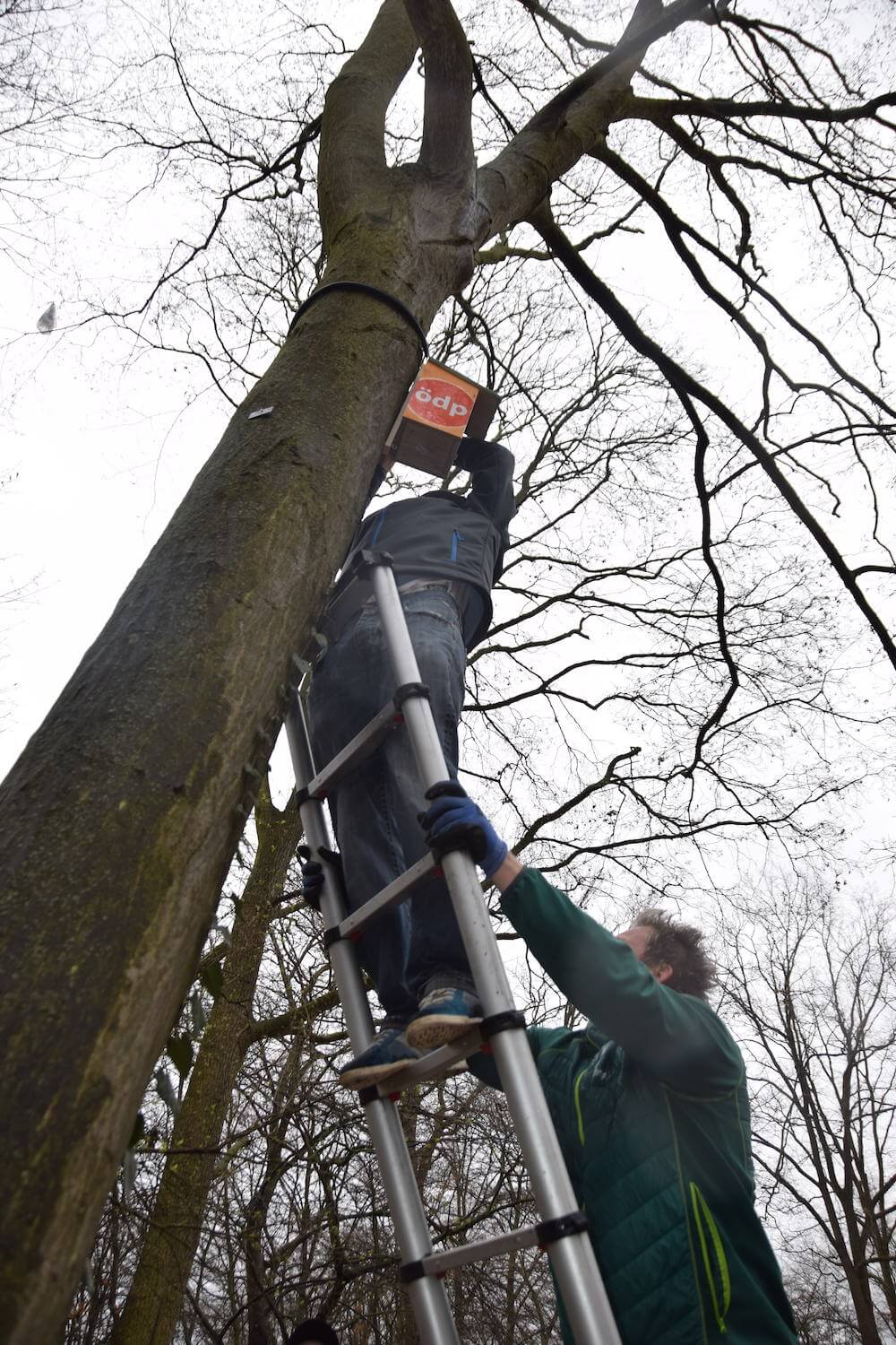 ÖDP hängt Nistkästen in drei Metern höhe an Bäumen auf.