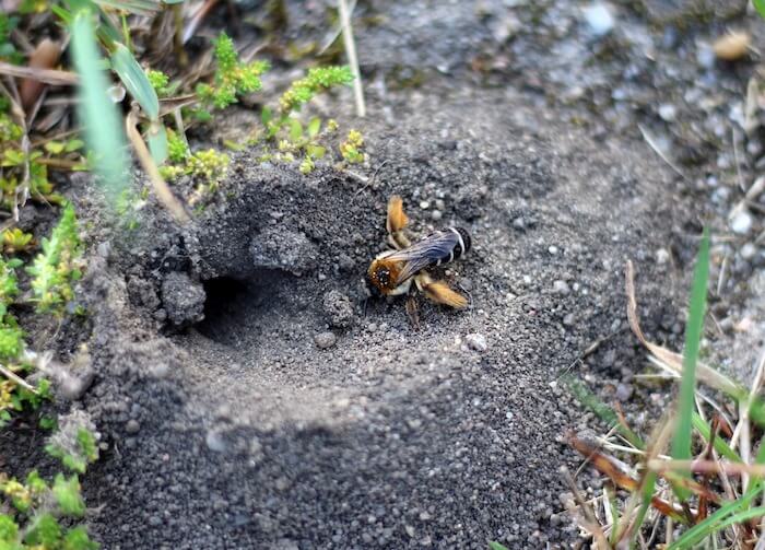 Biene am Nistplatz - 75% der Bienen nisten am Boden.