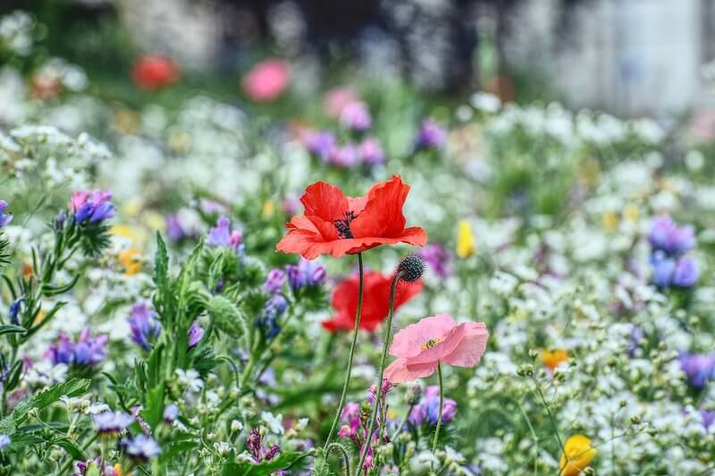 Eine Wildblumenwiese in der Agrarlandschaft: So geht Agrarwende