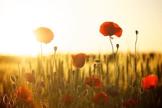 Mohn auf einem Feld bei Sonnenuntergang - für Artenvielfalt in der Agrarlandschaft