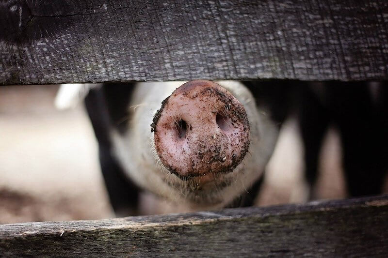 Agrarwende in der Tierhaltung: Ein glückliches Schwein hinter einem Zaun in offener Stallhaltung.